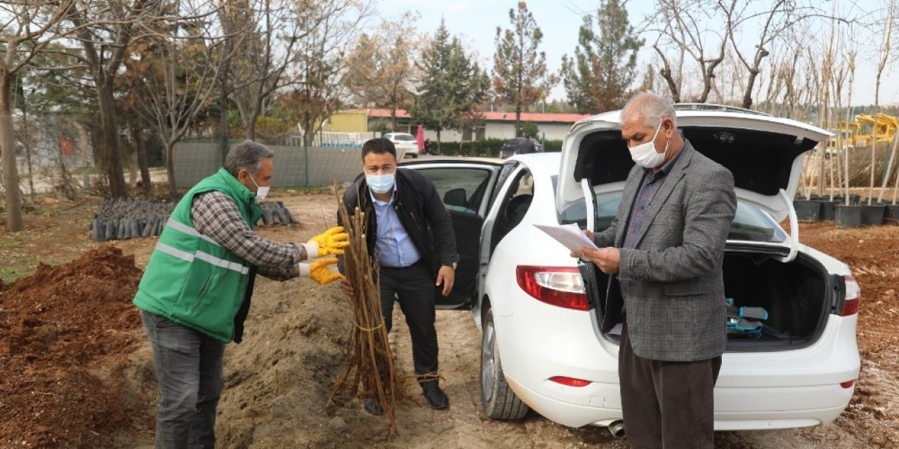 Şanlıurfa’da Nar Fidanı Dağıtımı Başladı