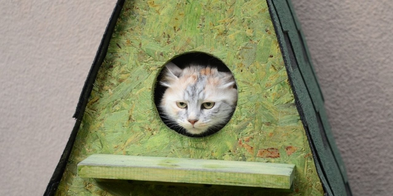 Yeni Kedi Yuvaları Yerlerini Aldı