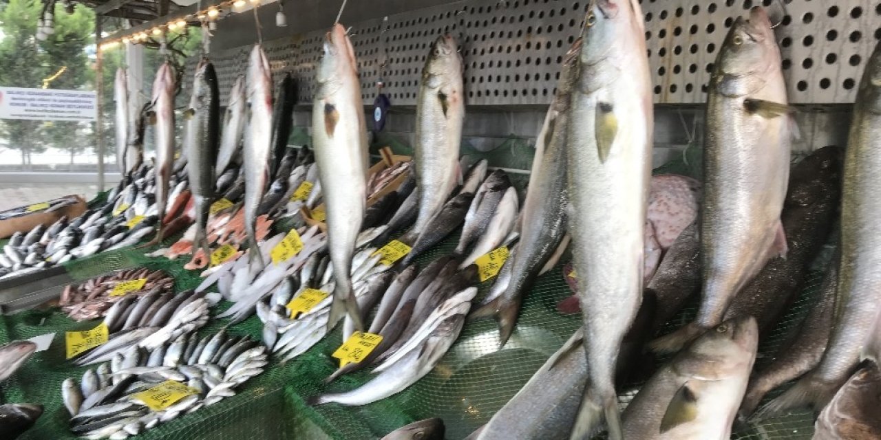 Marmara Denizi’nde Kofana Balığı Bolluğu, Kilosu 300 Liradan 70 Liraya Düştü