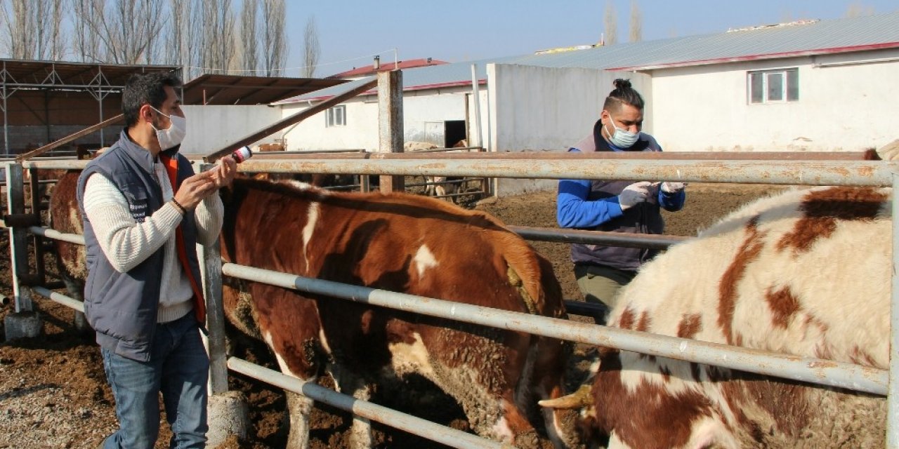 Iğdır’da İlkbahar Dönemi Şap Aşılama Kampanyası