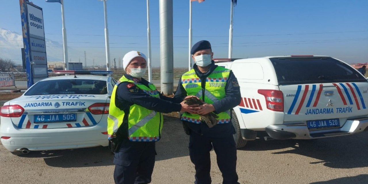 Yaralı Şahine Jandarmanın Şefkat Eli Ulaştı