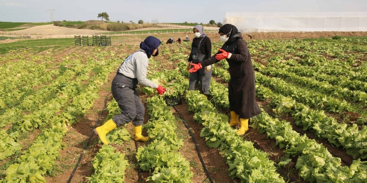 Kooperatif İle Birleşen Kadınlar Tarlada Üretim Yapıyor