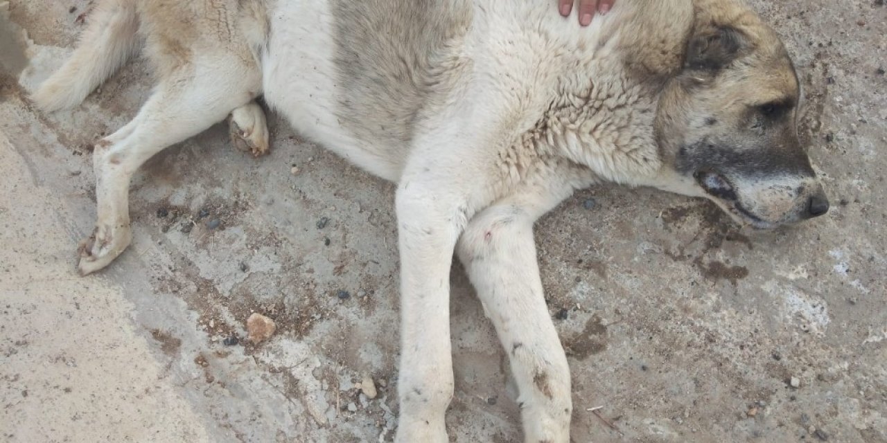 Siirt Belediyesi, Aracın Çarptığı Köpek İçin Seferber Oldu