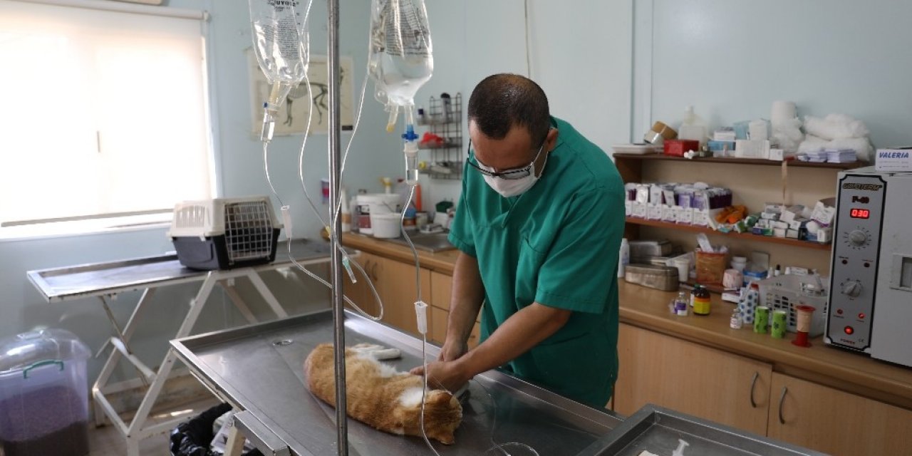 Marmaris’in Kedileri Bakım Altında