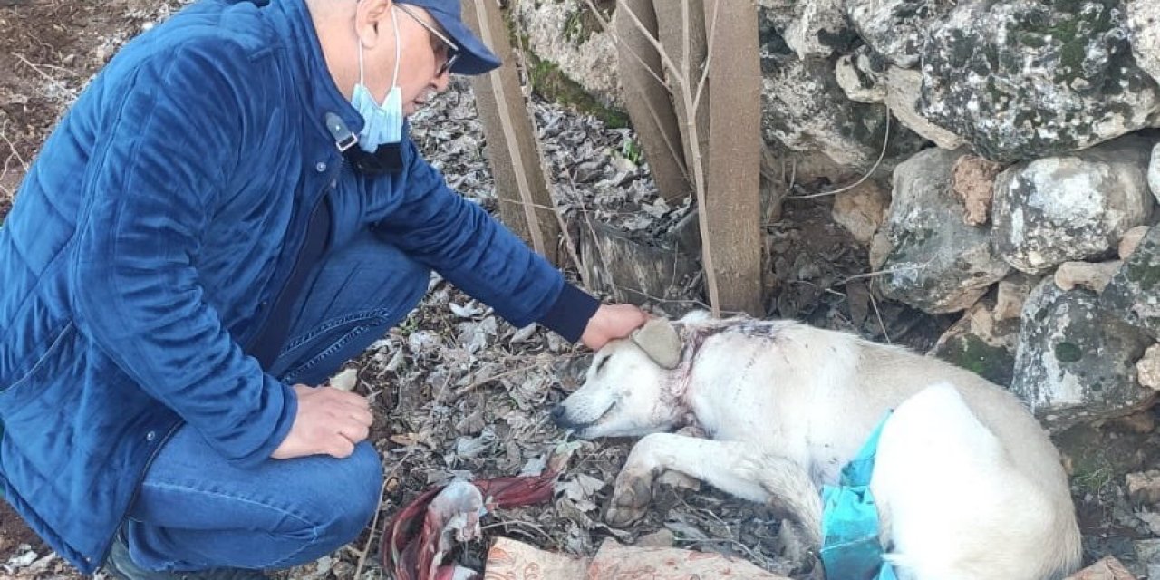 Böyle vahşet görülmedi! Köpeği boynundan vurup kaçtılar