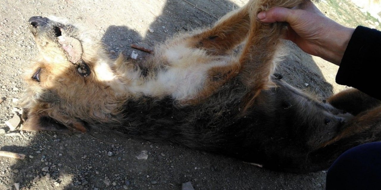 Mahalle Ortasında İki Köpek Silahla Vurularak Öldürüldü