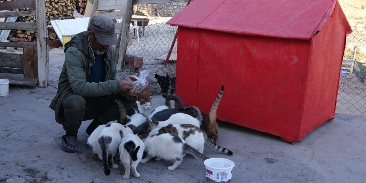 22 Yıl Önce Bir Kedi Sahiplendi, Şimdi 30’dan Fazla Kedisi Oldu