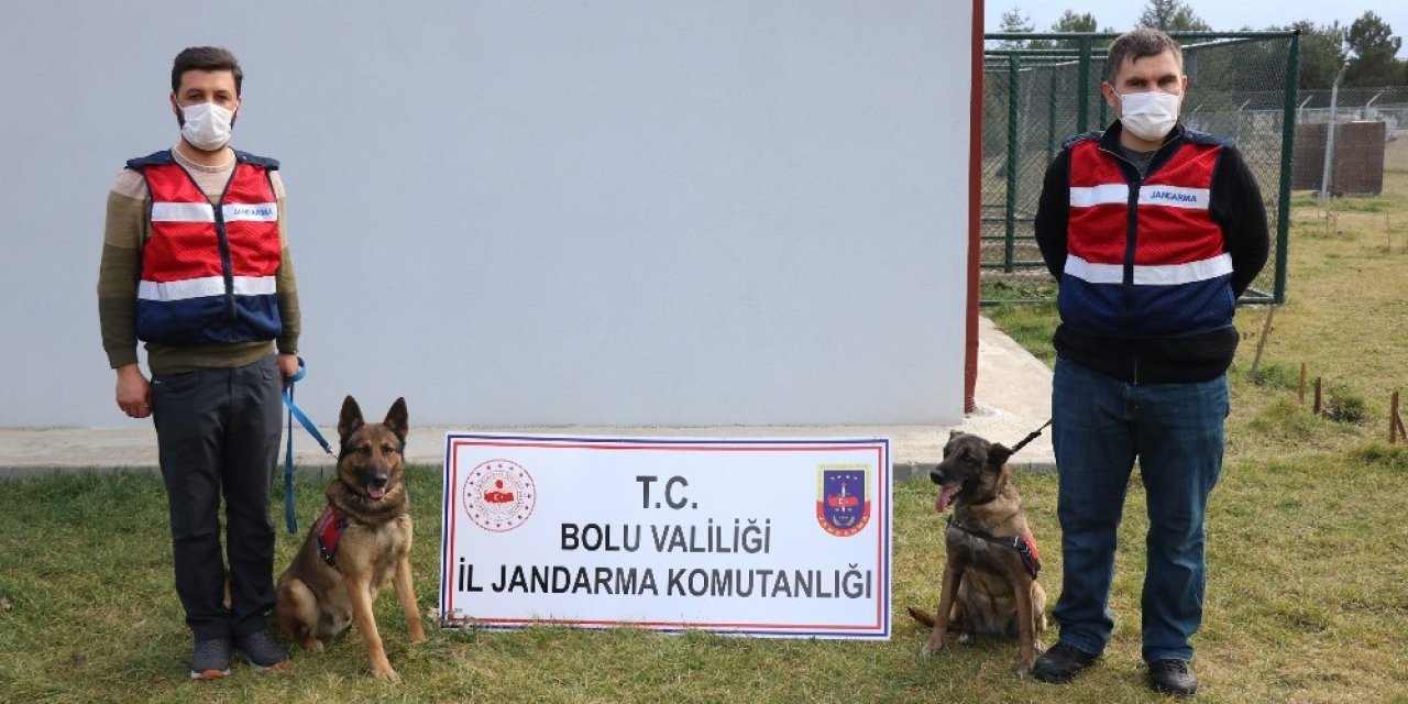 Jandarmanın ’hassas Burunları’ Zehir Tacirlerine Korku Salıyor