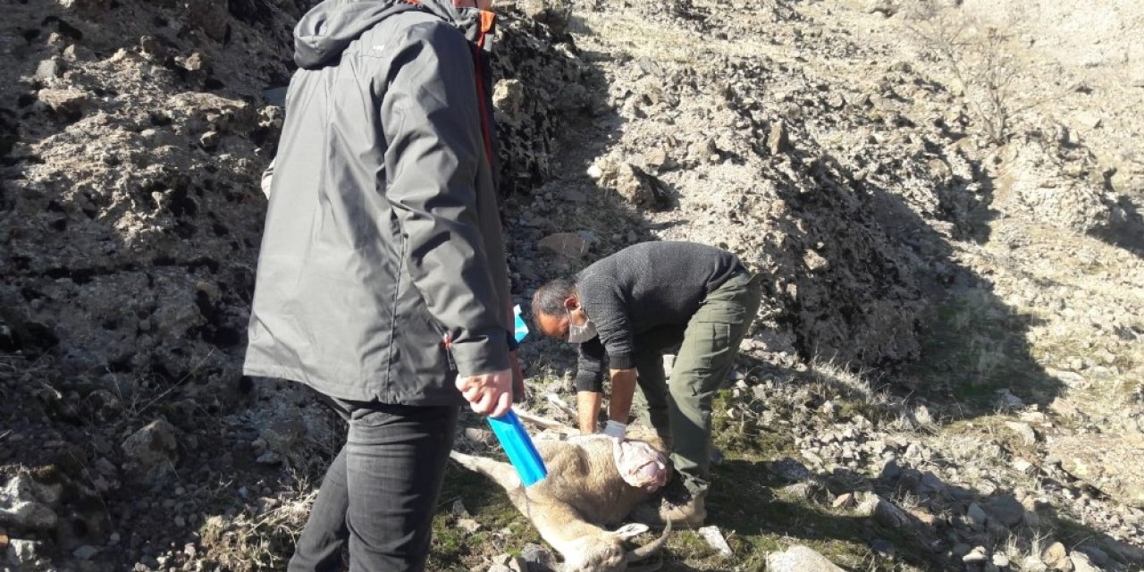 Tunceli’de 7 Yaban Keçisi Daha Ölü Bulundu