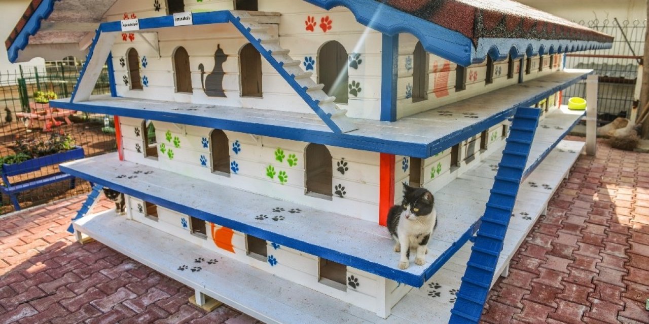 Dokumapark’a Kedi Apartmanı
