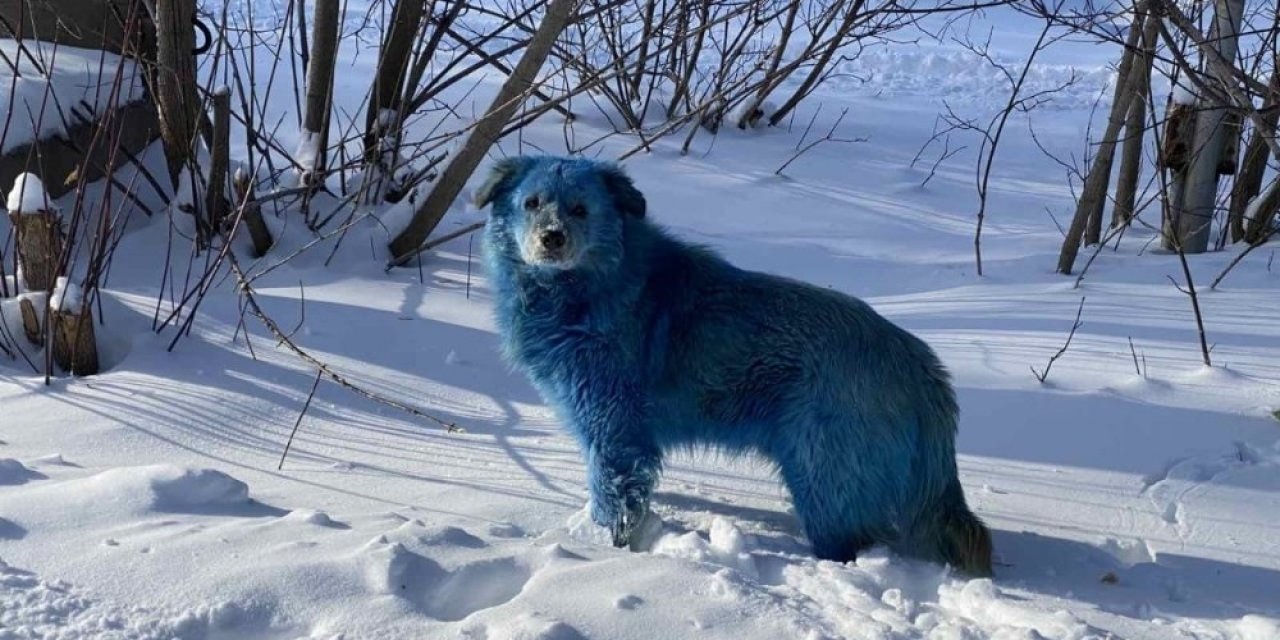 Rusya’da Köpeklerin Rengi Maviye Döndü