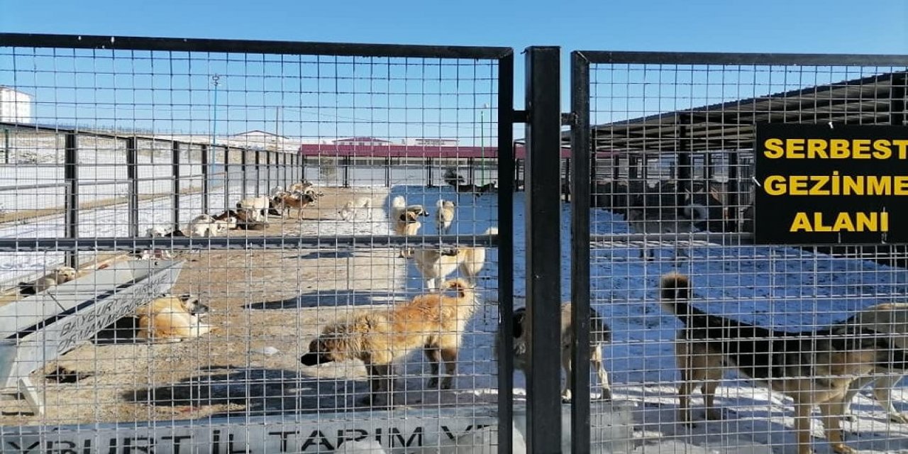 Bayburt Belediyesi’nden Sokak Hayvanlarıyla İlgili Açıklama