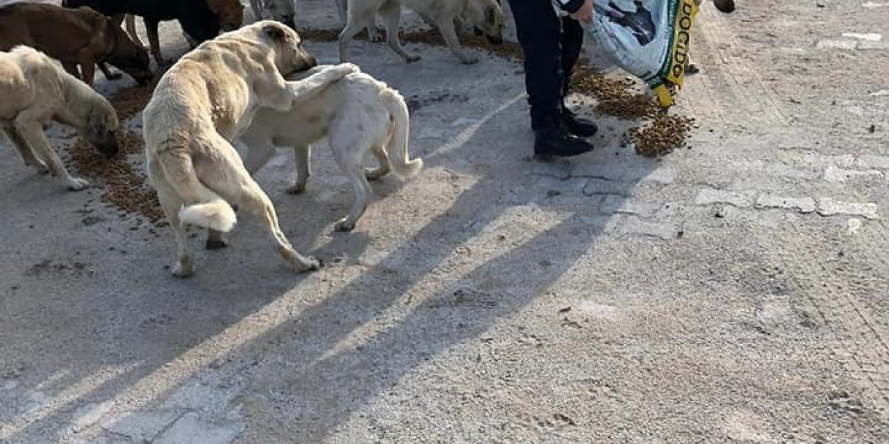Sokak Hayvanlarını Beslediler