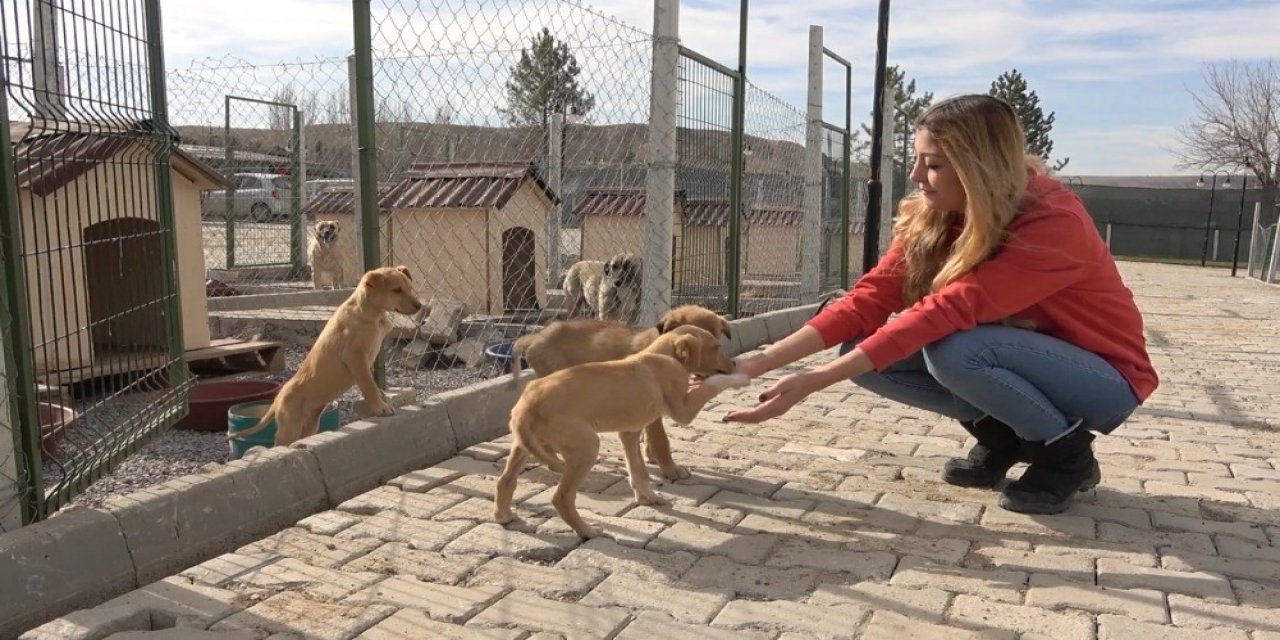 "cins Hayvan Satın Almayın, Barınaktan Sahiplenin" Tavsiyesi