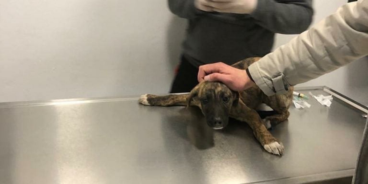 Aracın Ezdiği Köpeğe Belediye Sahip Çıktı