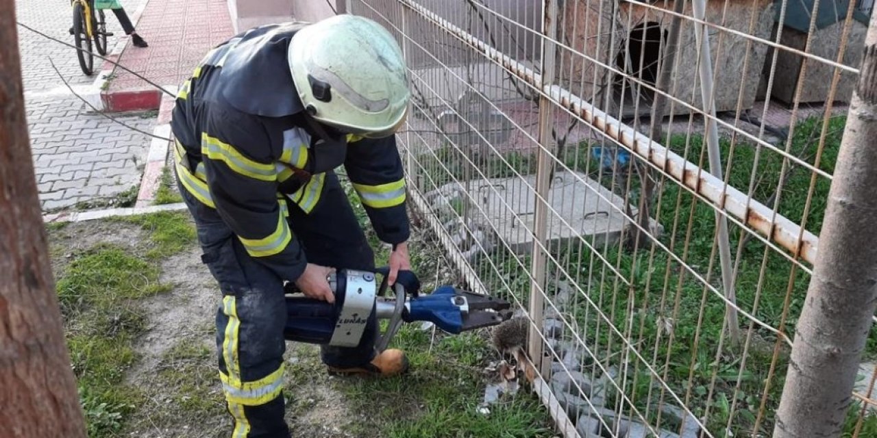 Tel Örgüye Sıkışan Kirpi Kurtarıldı