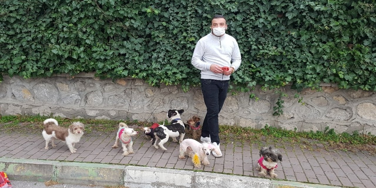 Köpeklerin Efendisi