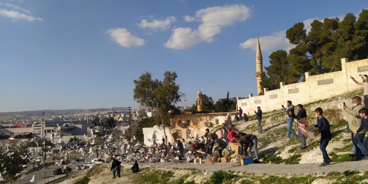 Şanlıurfa’da "güvercin Döküşü"