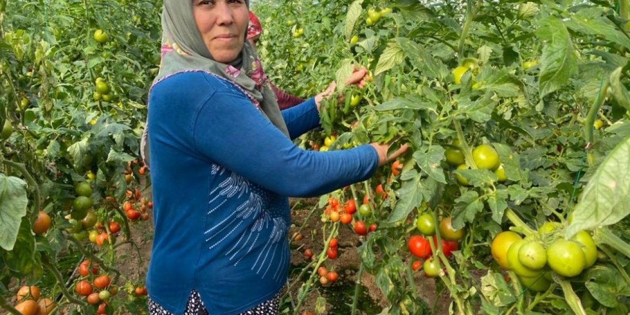 Domates Üreticisi Sera İle Tezgahtaki Fiyat Farkına Kendi De İnanamıyor
