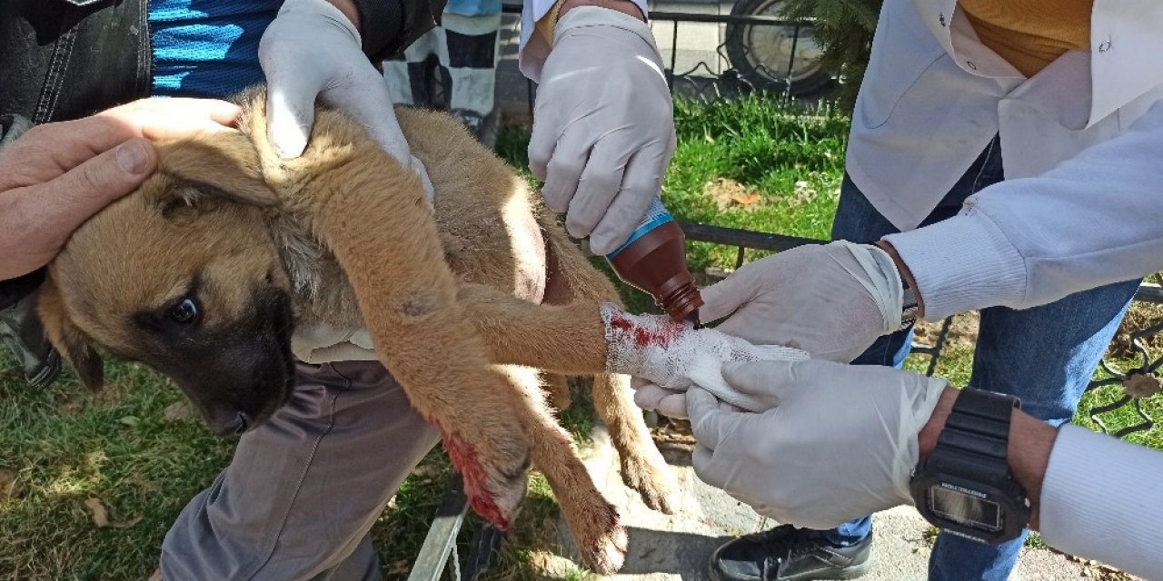 Vatandaşlar Otomobilin Ezdiği Yavru Köpek İçin Seferber Oldu