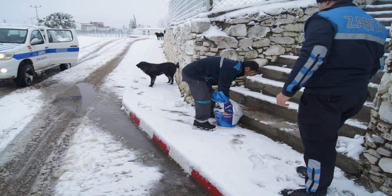 Geyikli Belediyesi Sokak Hayvanlarını Unutmadı
