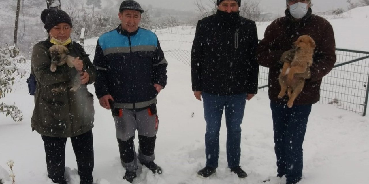 Yavru Köpekler Kurtarıldı