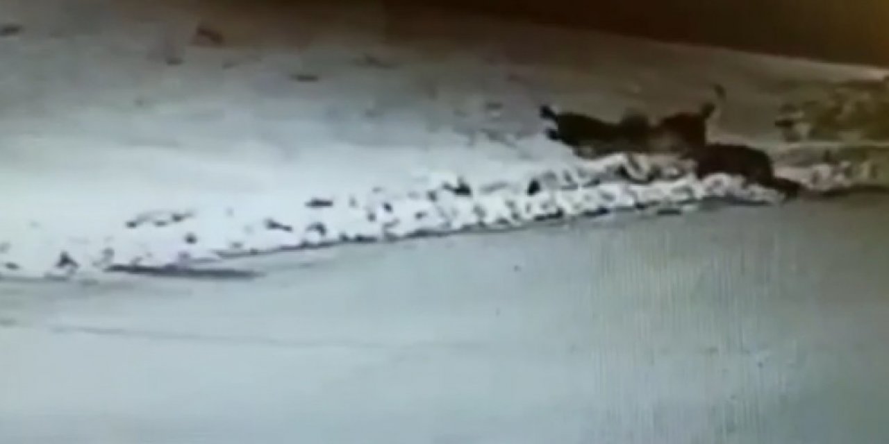 İ̇lçe Merkezine İnen Aç Kurtlar, Köpeği Boğdu