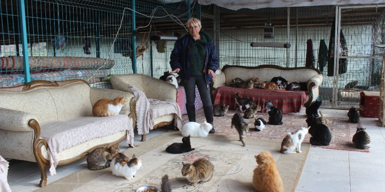 Yok Böyle Bir Ev...tam 250 Kediye Ev Sahipliği Yapıyor