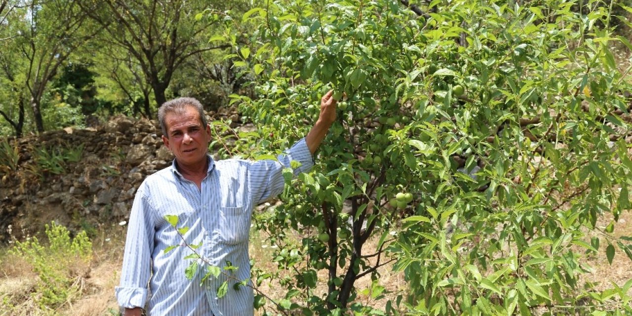 Yakınlarının Kayıp İhbarı Yaptığı Adam, Zeytin Ağacında Asılı Halde Bulundu