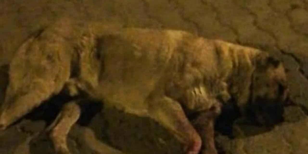 Sokak Köpeğini Öldüresiye Dövüp Gözlerini Oydular