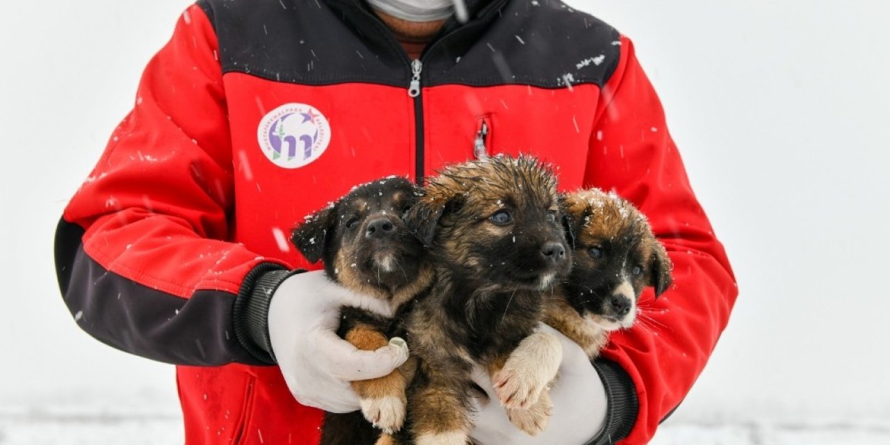 11 Yavru Köpek Donmaktan Son Anda Kurtarıldı