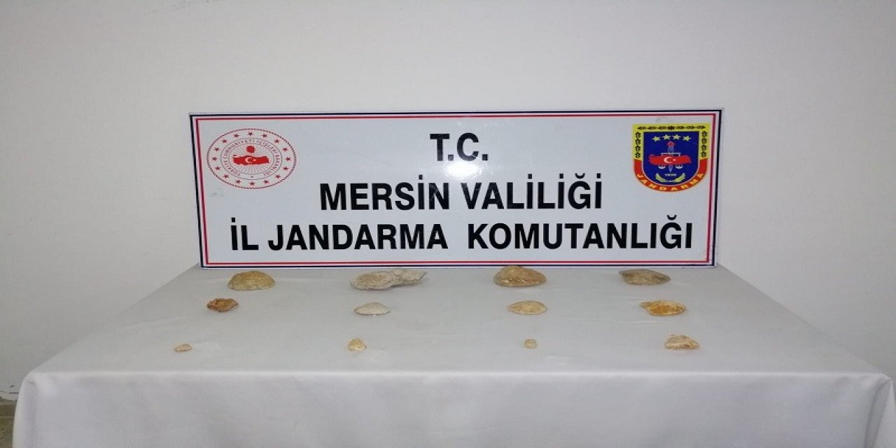 Erdemli’de Tarihi Eser Niteliğinde Fosil Ele Geçirildi
