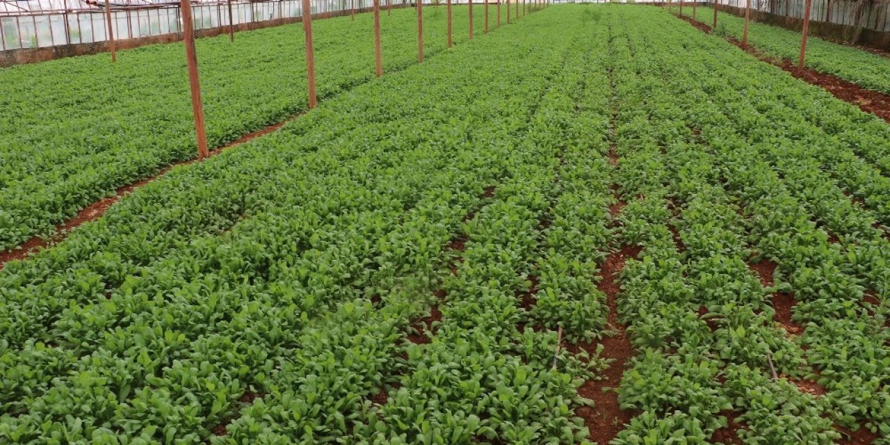 Fazla Üretim Ve Pandemi Yeşillik Fiyatlarını Düşürdü