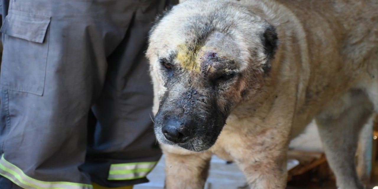 Tarsus’ta Silahla Vurulan Köpek Tedavi Edildi