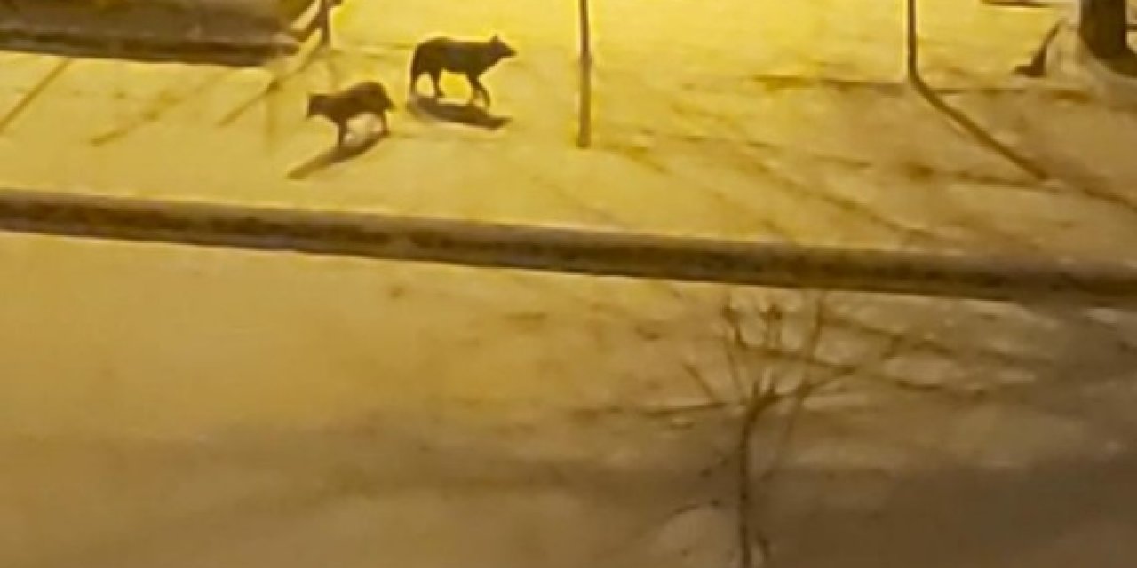 Aç Kalan Kurtlar Şehre İndi
