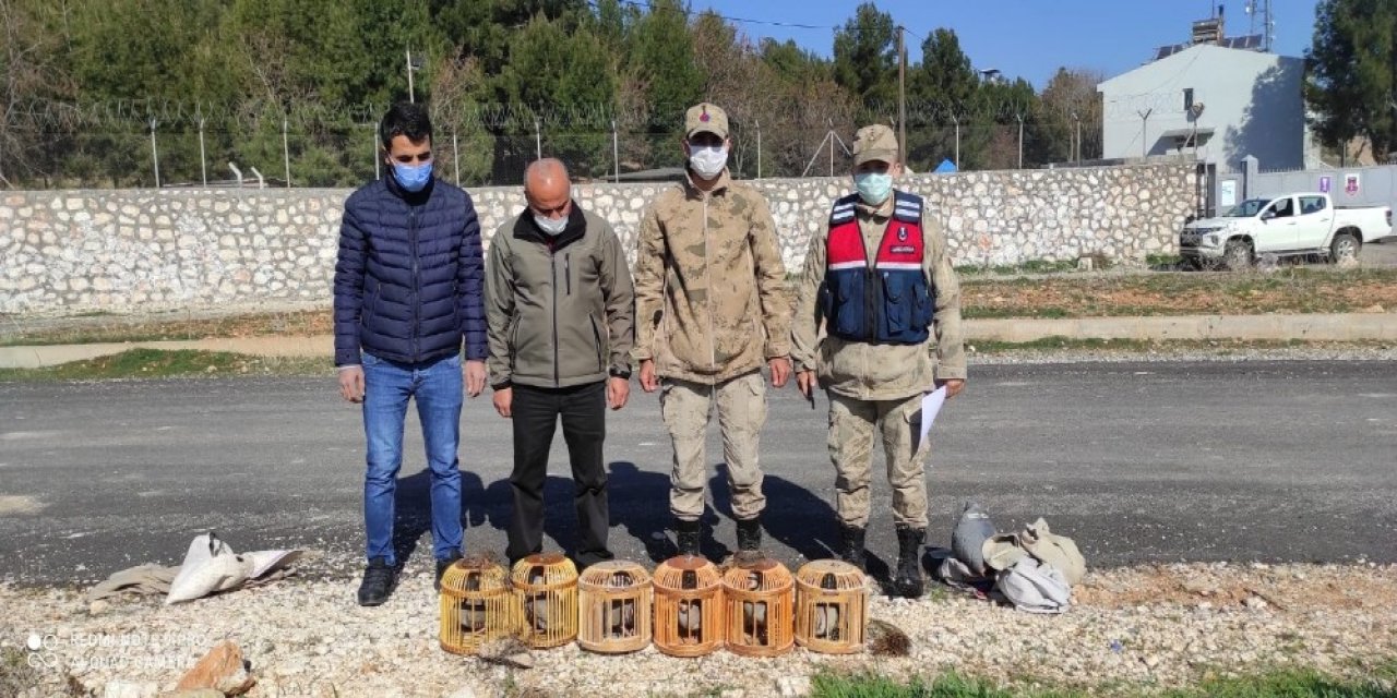 Jandarma Keklikleri Özgür Bıraktı