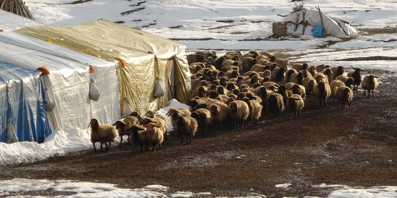 Muş’ta Süt Kuzularının Anneleriyle Buluşma Anı Renkli Görüntülere Sahne Oldu