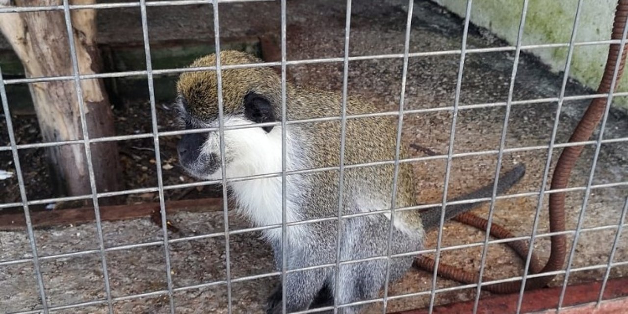 Tarihi Eser Operasyona Giden Polis ’rhesus’ Cinsi Maymun Buldu