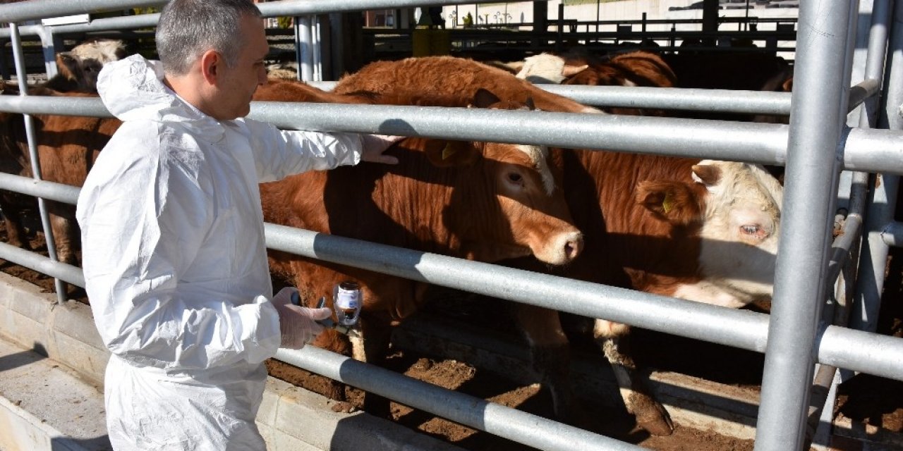 Manisa’da Şap Aşılama Kampanyası Başlıyor