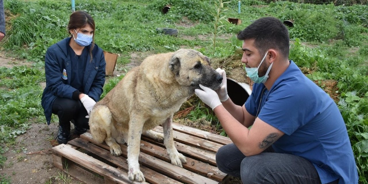 Silahla Yaralanan Köpeğin Durumu İyiye Gidiyor