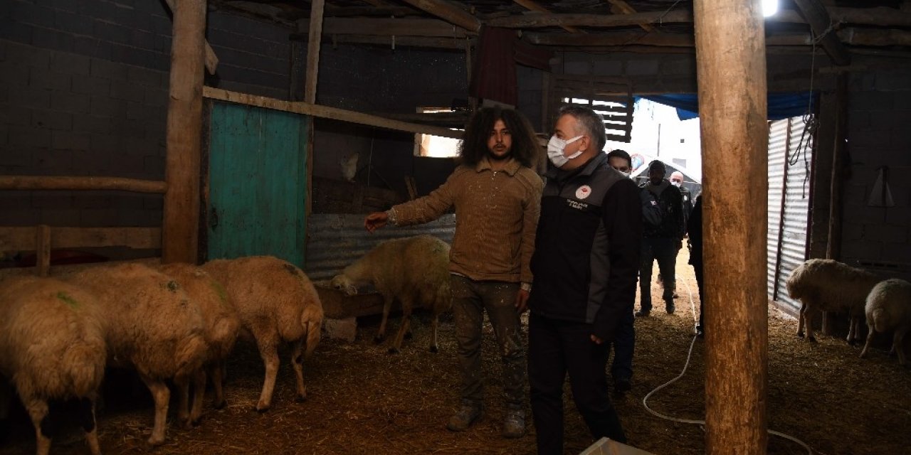 Mandıra Filozofu Besicilikte De Başarılı Oldu