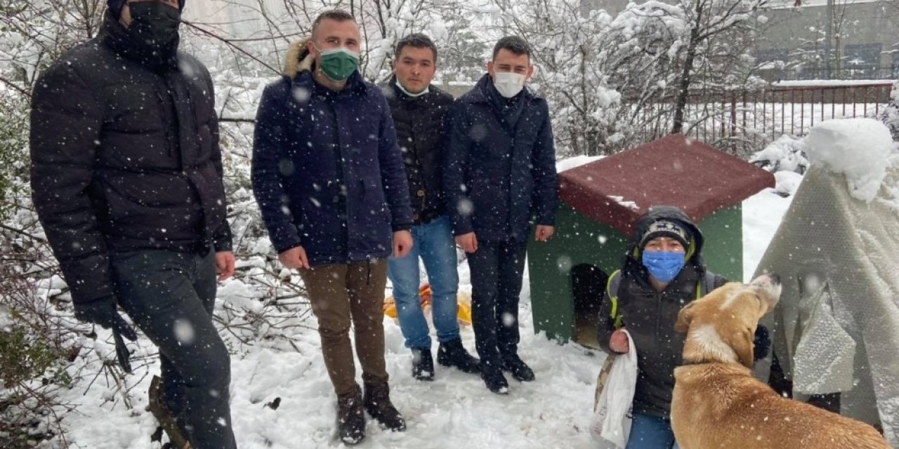 Sokak Hayvanlarına Kulübe Desteği