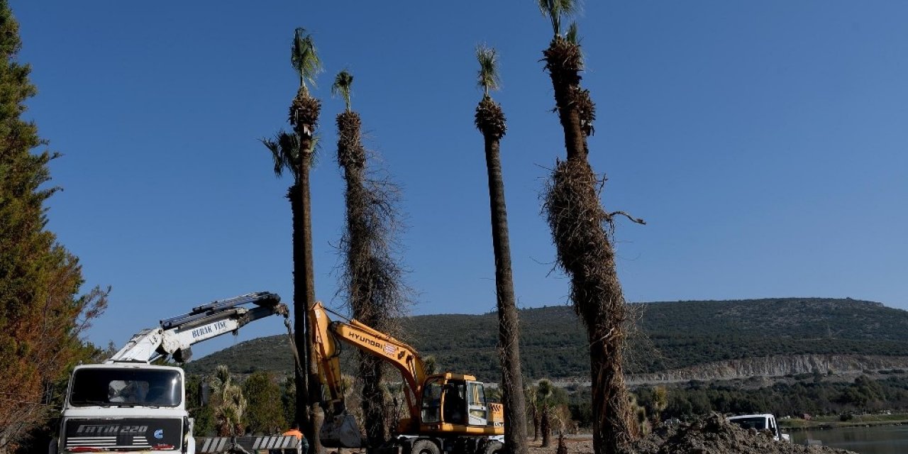 Kuşadası’nda Palmiyeler Adagöl’ü Süsleyecek