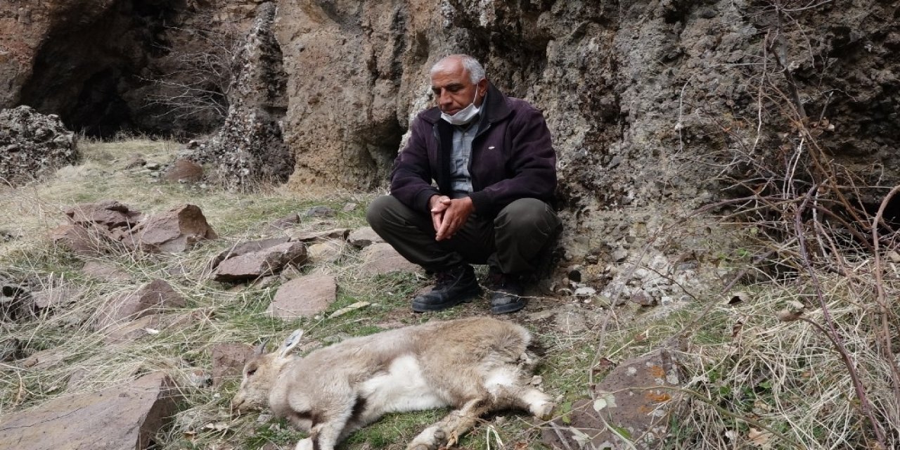Tunceli’deki Dağ Keçisi Ölümleri