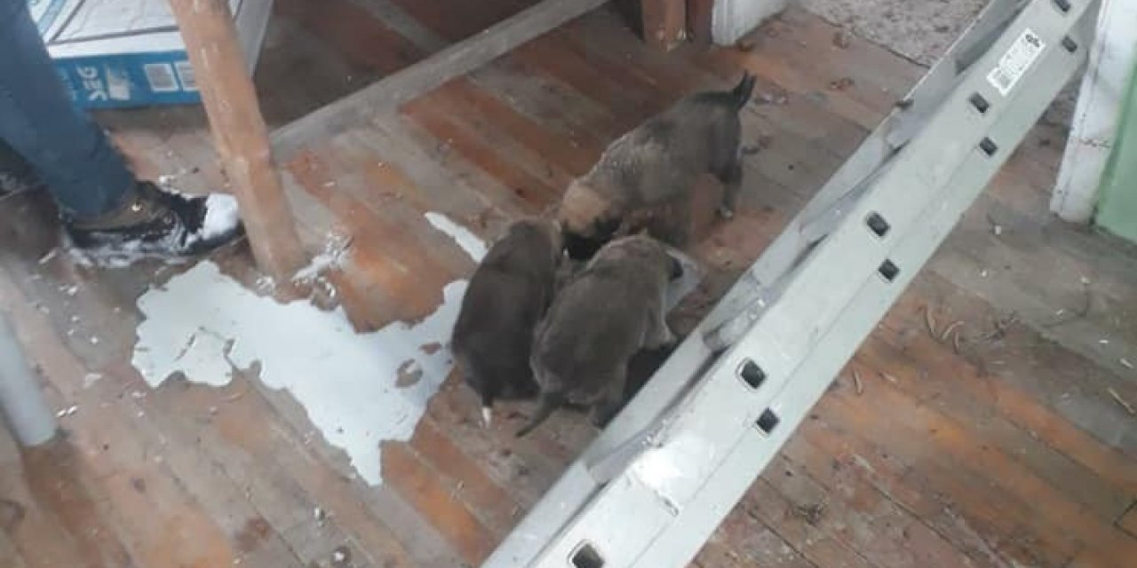 Yavru Köpekler İçin Seferber Oldular