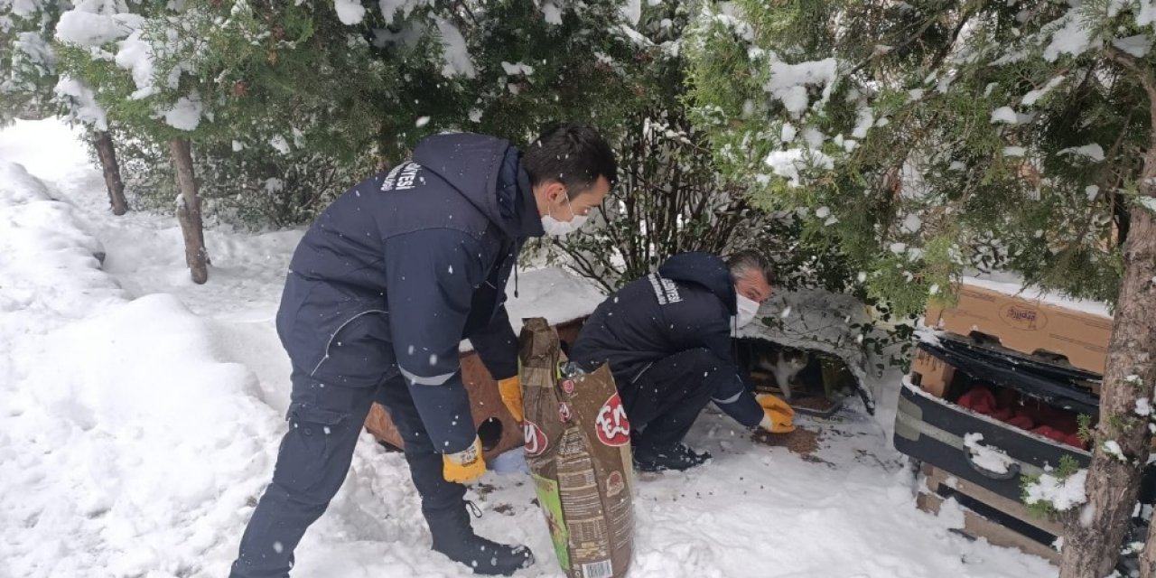 Bilecik Belediyesi Sokak Hayvanlarını Yalnız Bırakmıyor