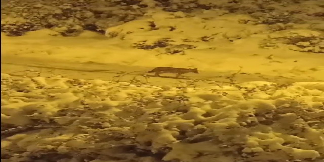 Aç Kalan Çakallar Şehre İndi