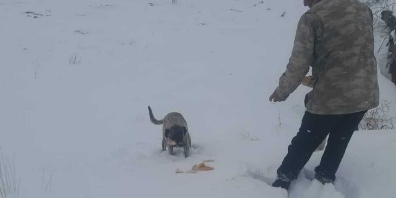Delice’de Soğuklarda Sokak Hayvanları Unutulmadı
