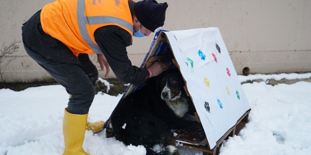 Altınordu’da Atık Malzemeler, Sokak Hayvanlarına Yuva Oluyor