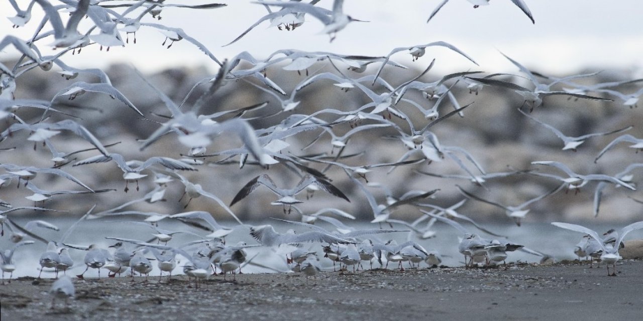Kar Sebebiyle Kuşlar Sahillere Sığındı